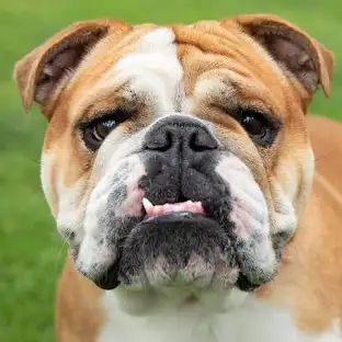 Bulldog