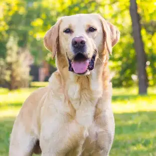 Labrador Retriever