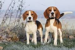 beagle