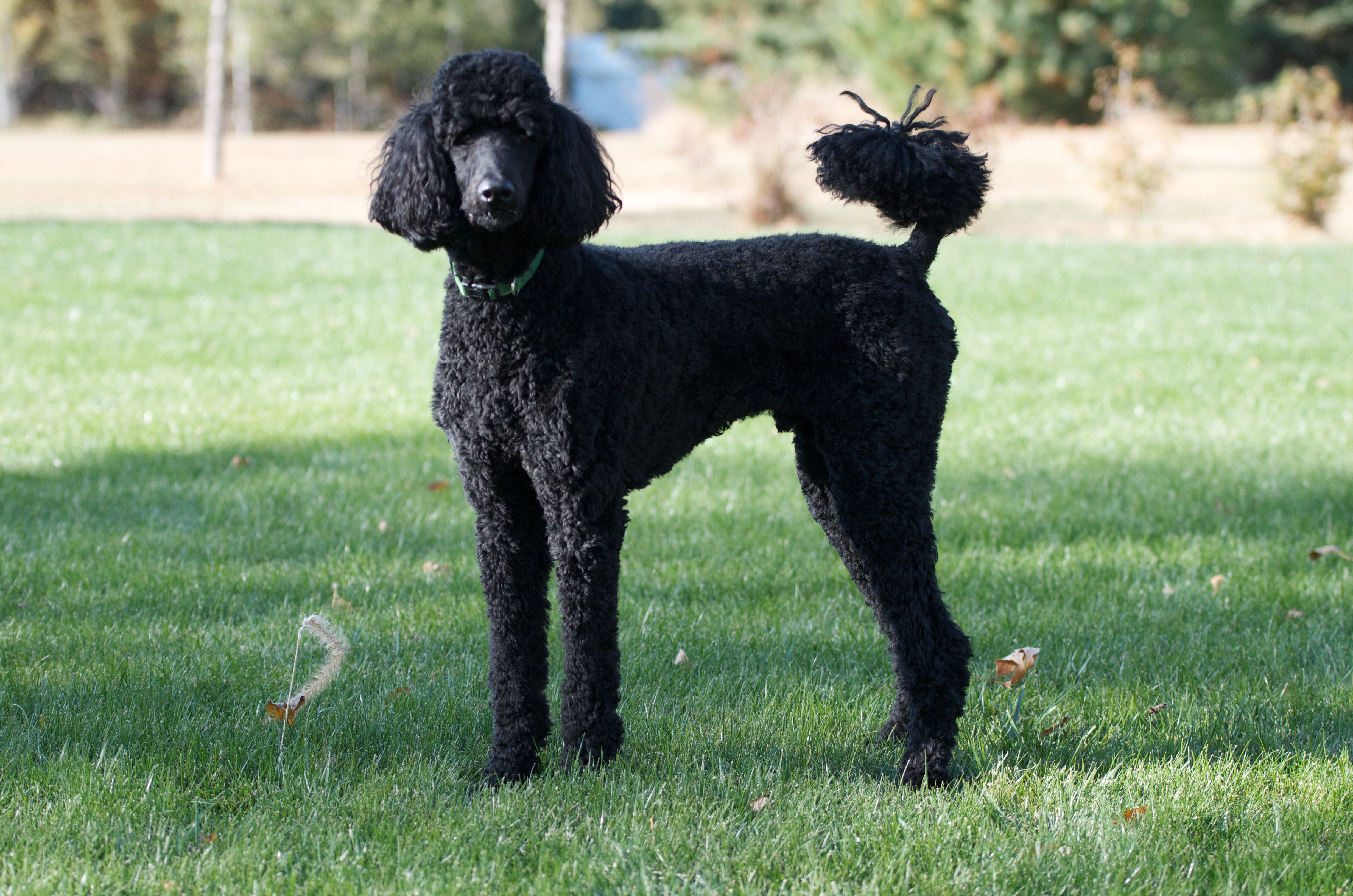 Labrodor Retriever